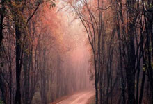 球权不多导致得分减少？但湖人后场大将在防守端的贡献度并不低？.